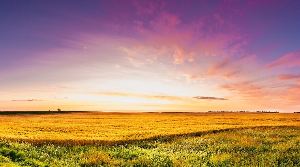 Sunrise of magenta clouds and deep blue sky over a North Dakota golden wheat field
