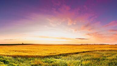 A golden wheat field at sunset with a purple sky.