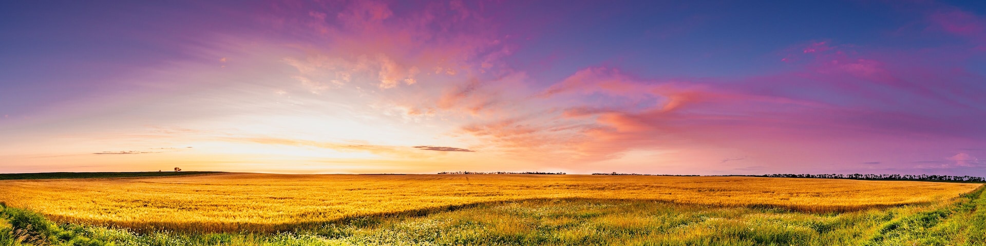 Sunrise of magenta clouds and deep blue sky over a North Dakota golden wheat field