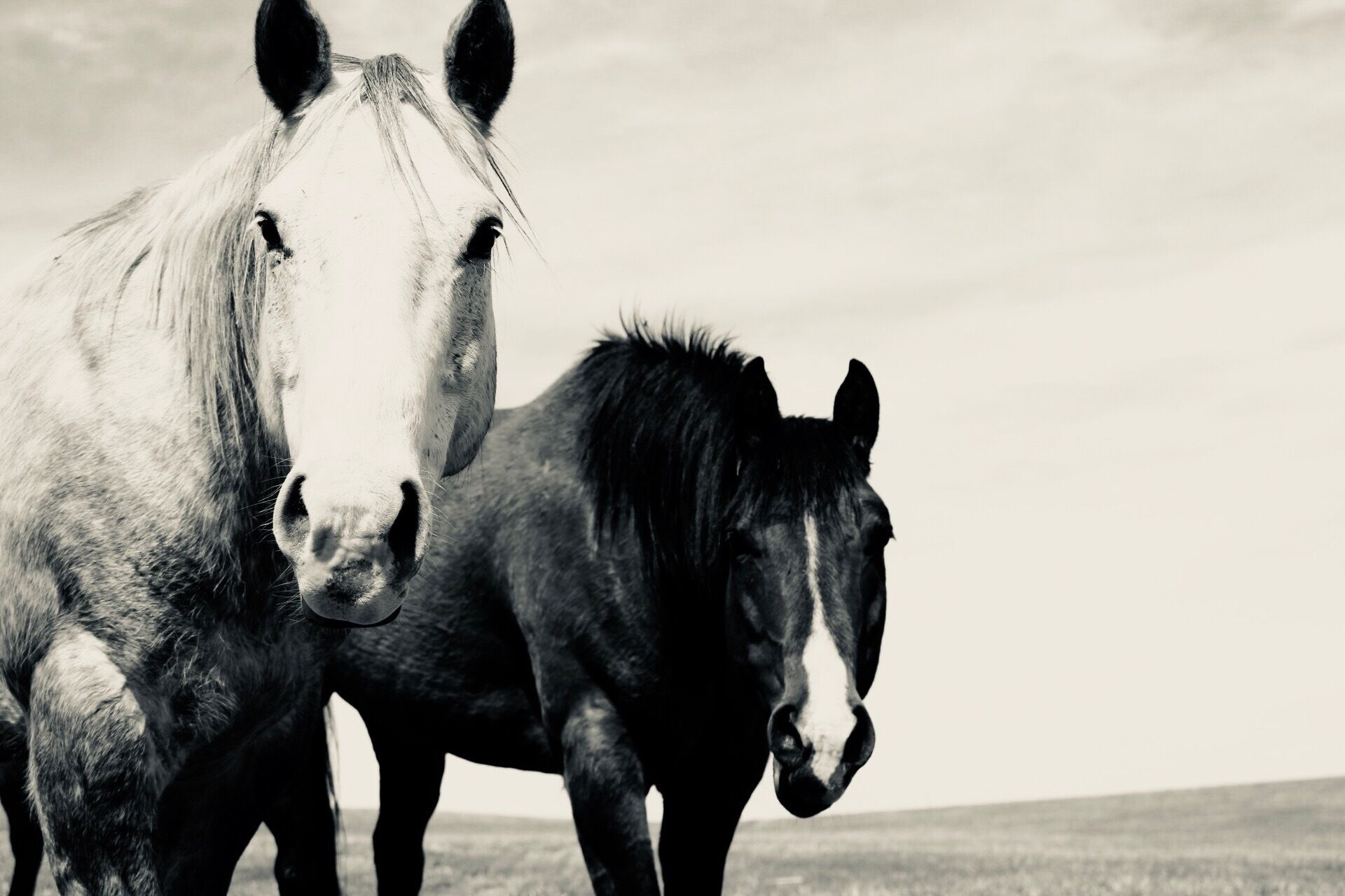 Two horses standing in a field.