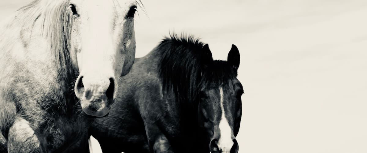 Two horses standing in a field.