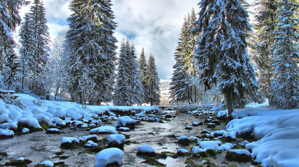 Parc Naturel Régional du Haut Jura : le Doubs juste après sa source