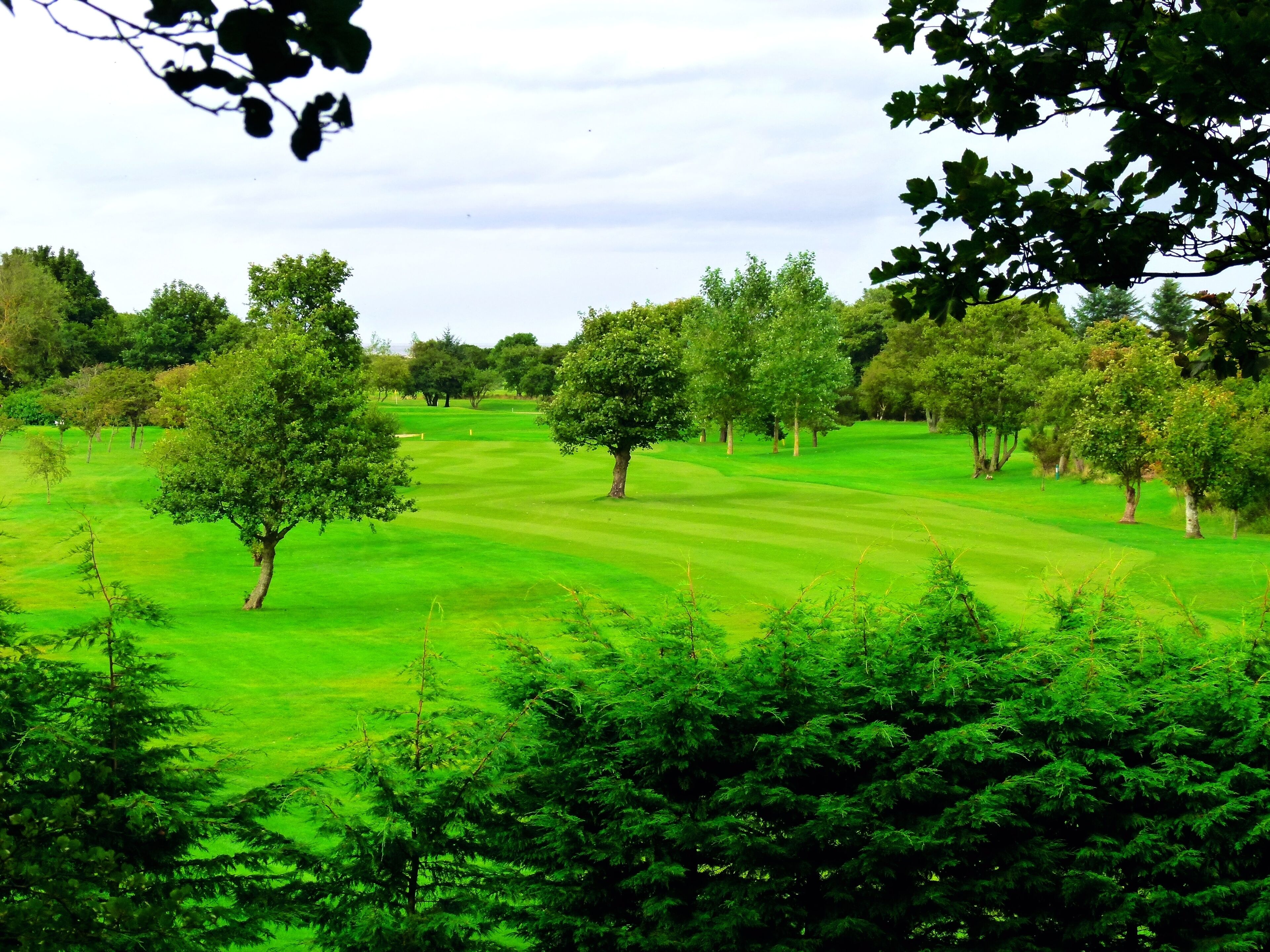 A lush green golf course with trees and a clear sky.