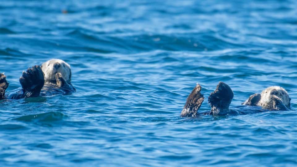 A group of sea otters floating on the ocean.