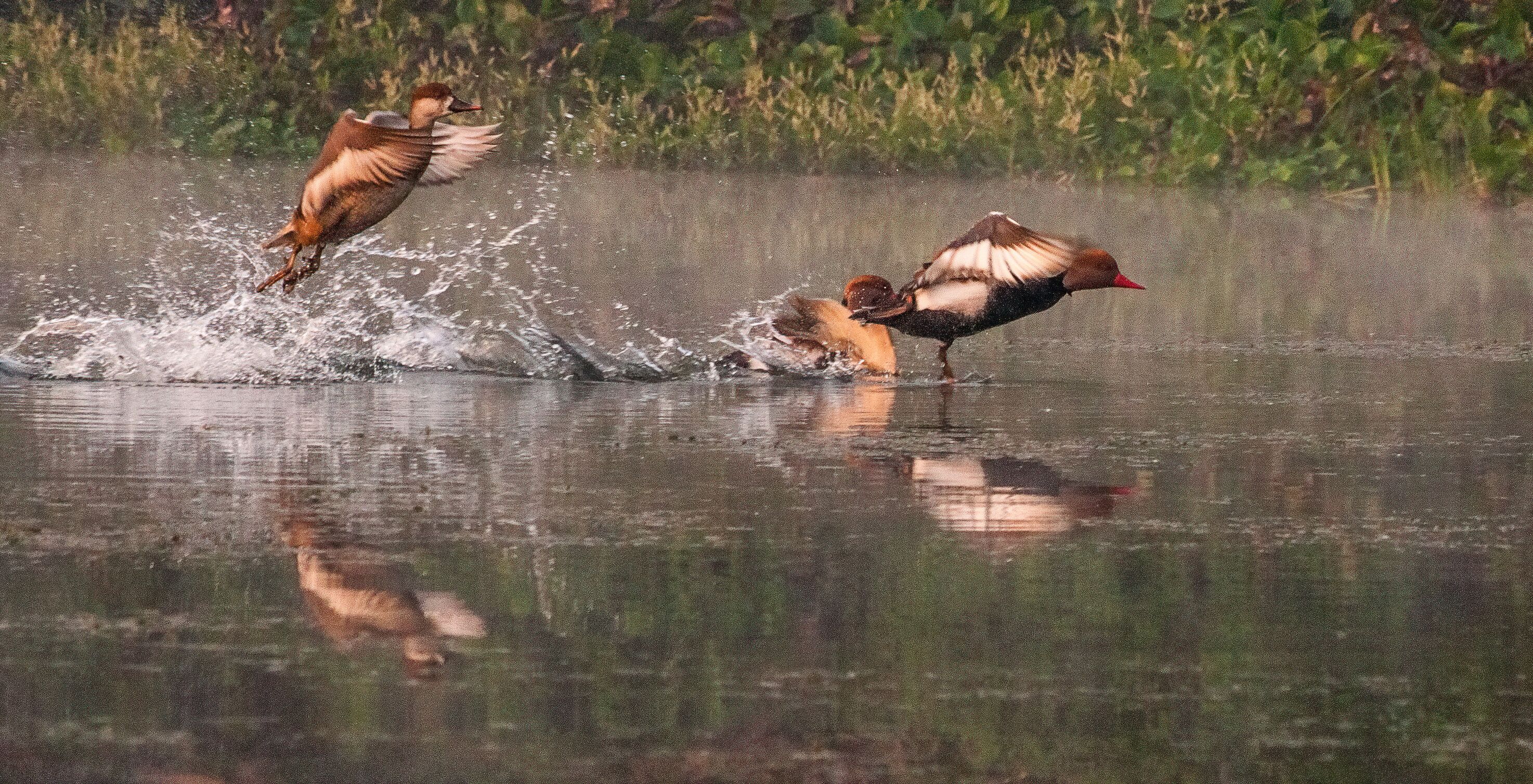 Two ducks in a body of water with splashes around them.