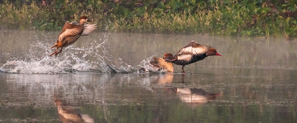 Two ducks in a body of water with splashes around them.
