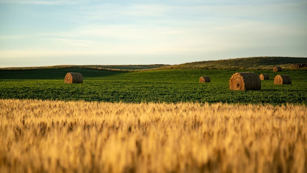 Straw barrels and wheat field at sunrise