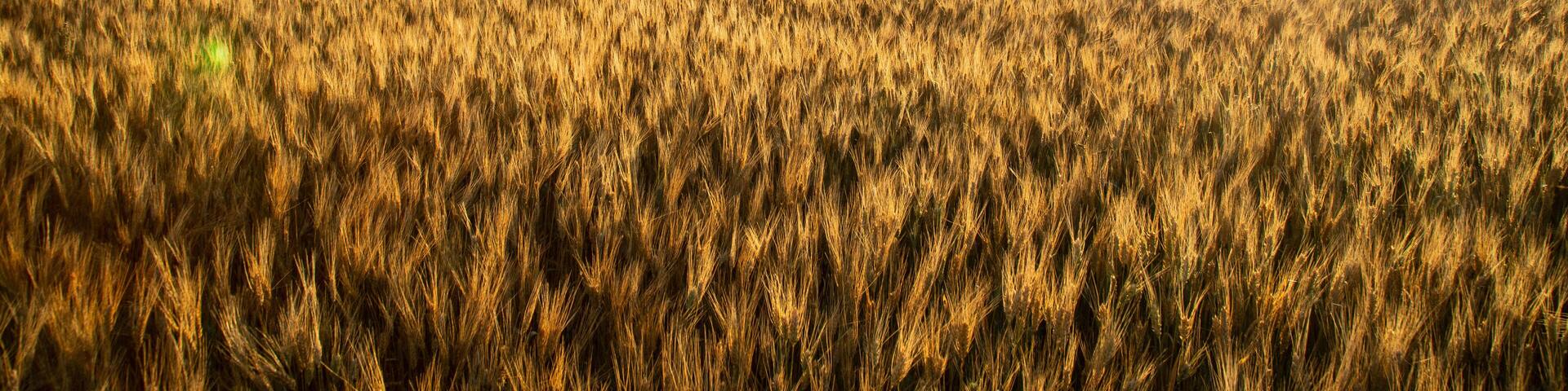 Morning light over wheat field