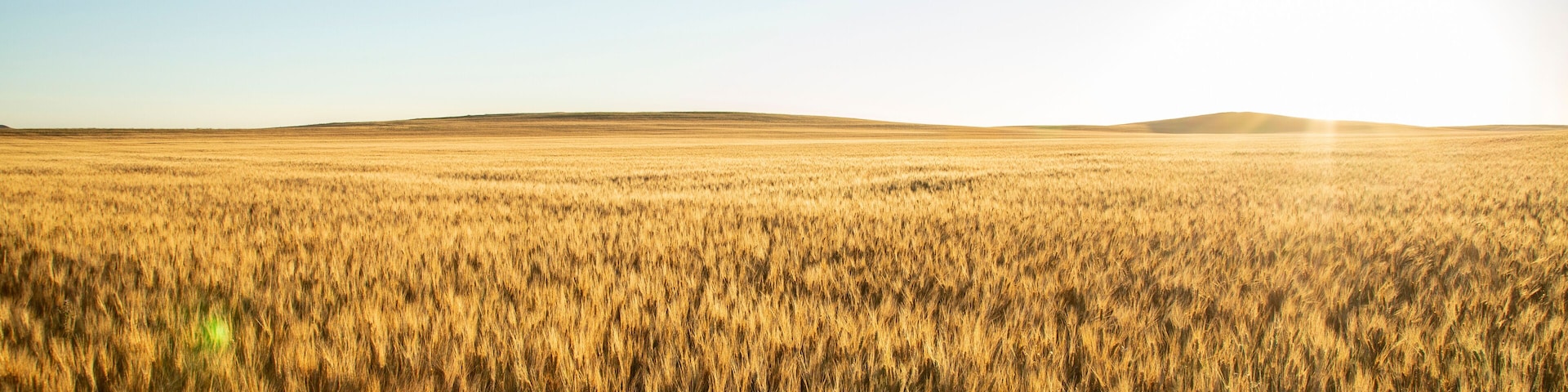 Morning light over wheat field