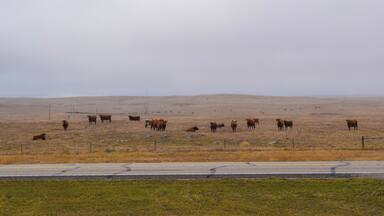 These cows were quite the curious group. They were just outside Napoleon, North Dakota and watched our every step as we climbed out the vehicles and made our way to the top of the hill on Dinosaurs of the Prairie.