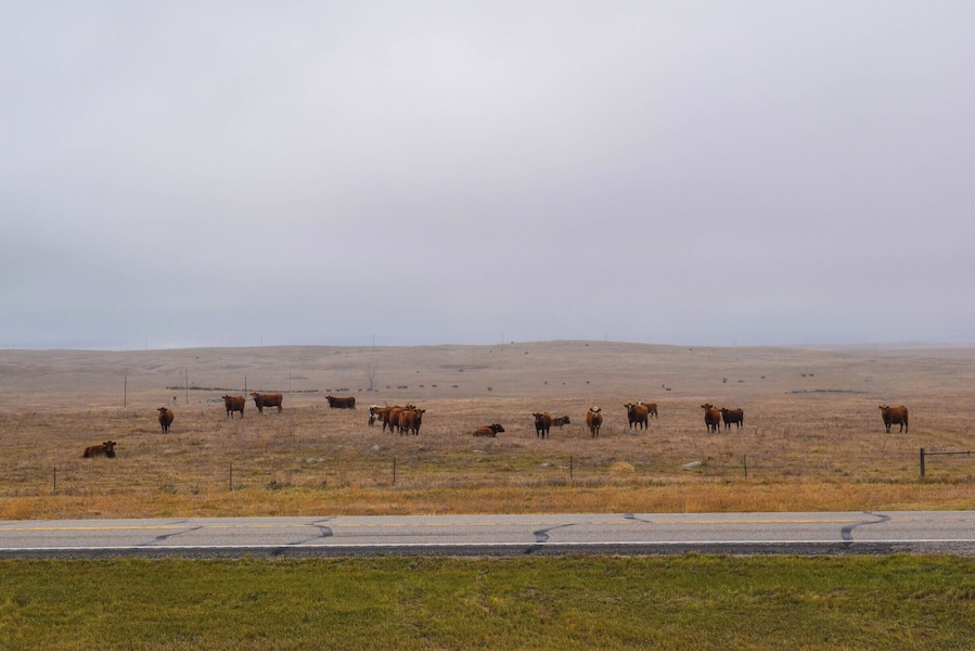 These cows were quite the curious group. They were just outside Napoleon, North Dakota and watched our every step as we climbed out the vehicles and made our way to the top of the hill on Dinosaurs of the Prairie.