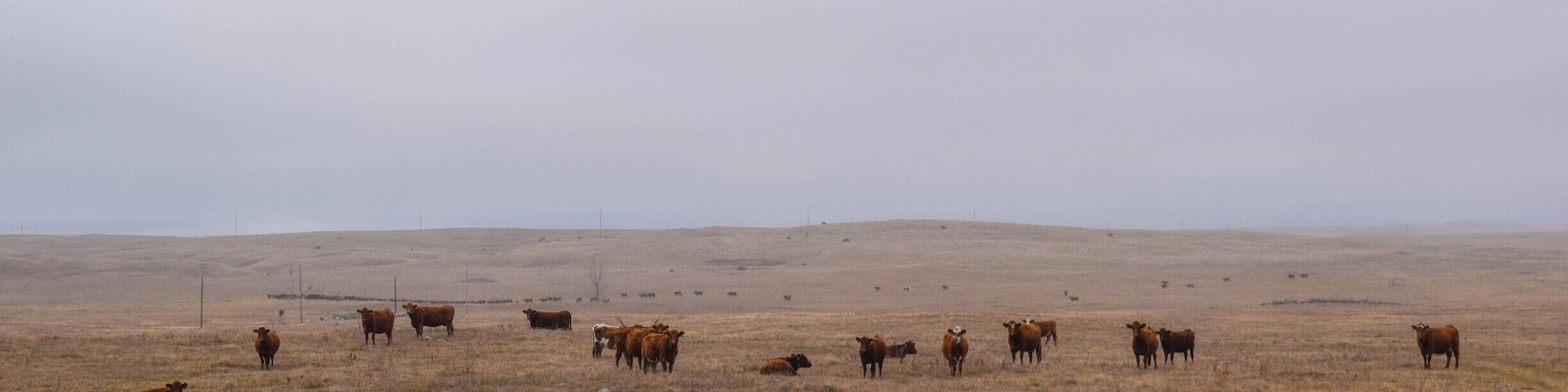 These cows were quite the curious group. They were just outside Napoleon, North Dakota and watched our every step as we climbed out the vehicles and made our way to the top of the hill on Dinosaurs of the Prairie.