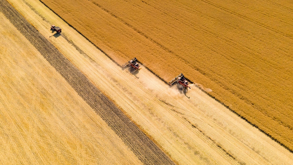 Combines Harvesting Wheat Field on Autumn Day in North Dakota.