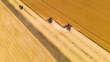 Combines Harvesting Wheat Field on Autumn Day in North Dakota.