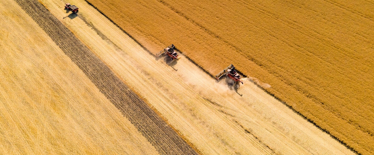 An aerial view of a field with three tractors harvesting crops.