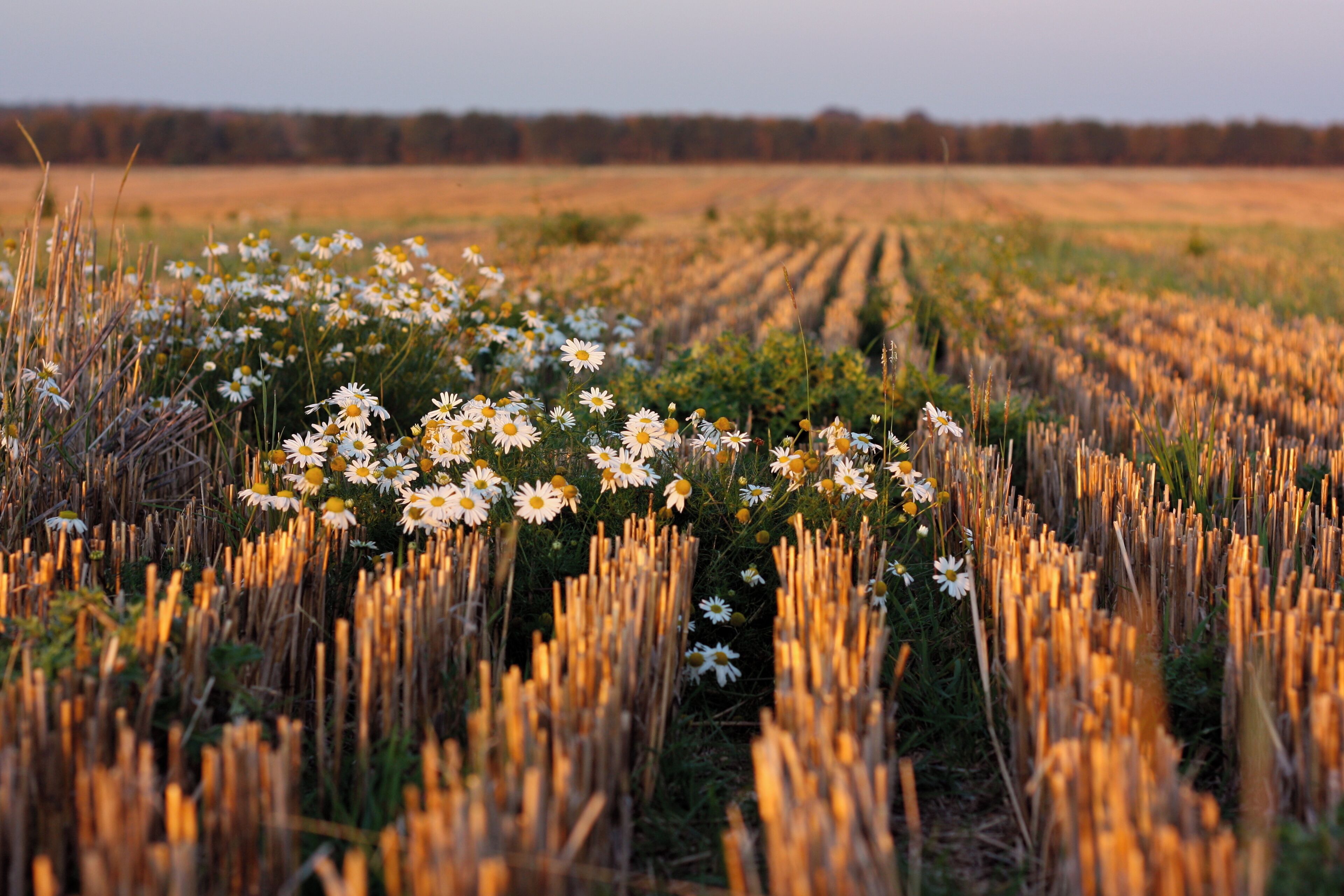 A field of white daisies with golden wheat in the background.