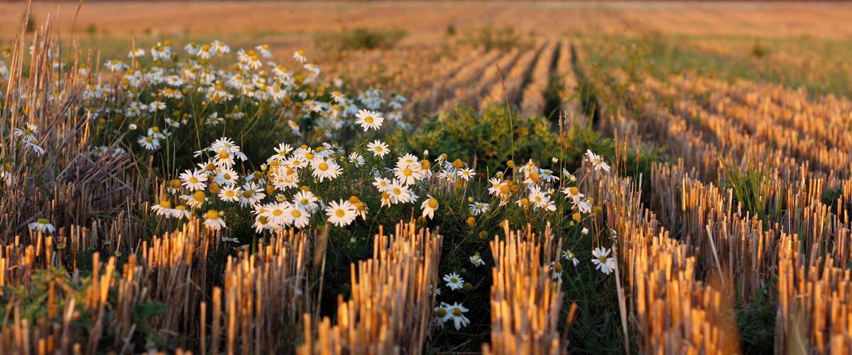 A field of white daisies with golden wheat in the background.