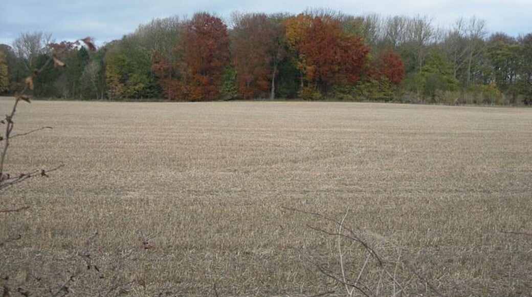 Springs Plantation Around Wilbraham Temple.