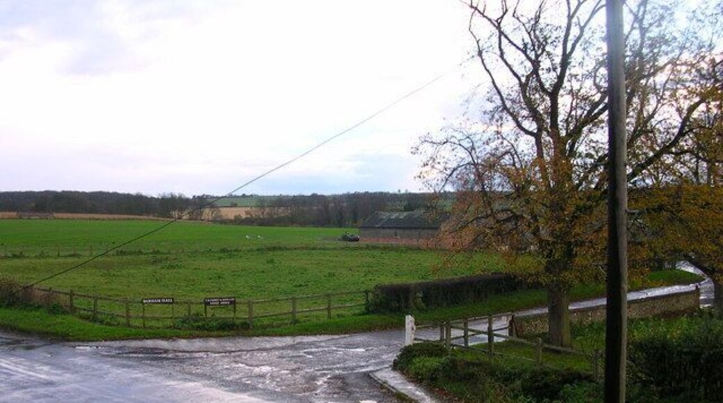 Zoom 4 pheasants. Barham Hall had 30 pheasants this day. Only a few came out on this shot.