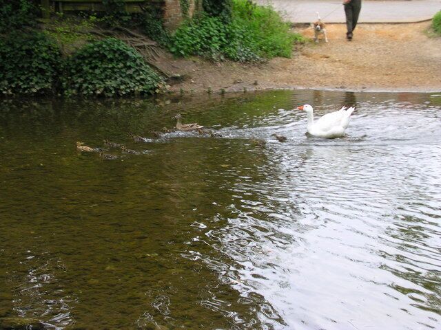 Mixed family Quackers and Honkers setting an example.