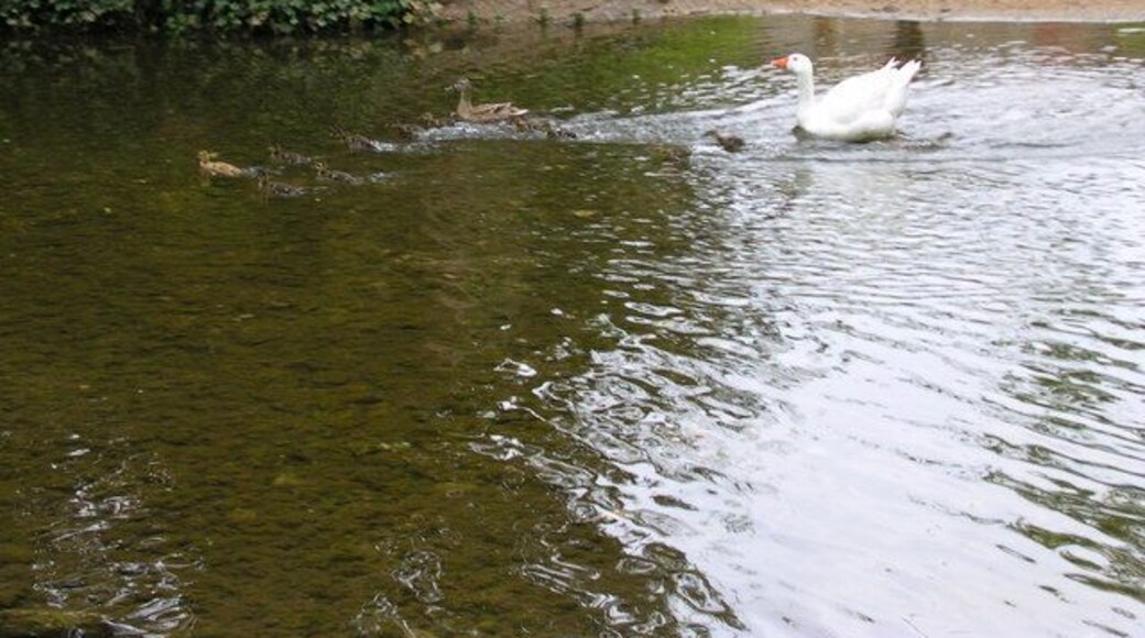 Mixed family Quackers and Honkers setting an example.