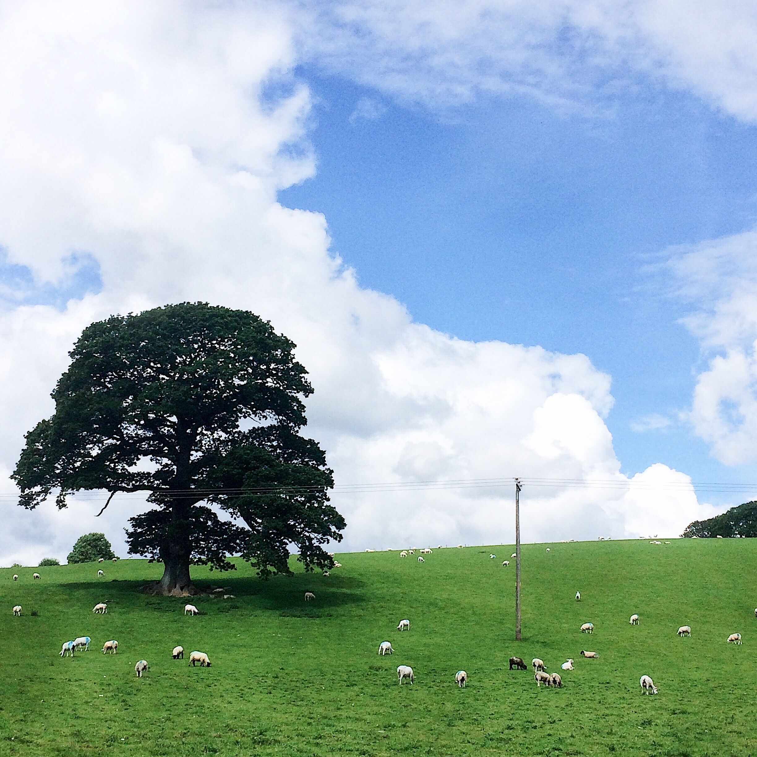 They are sheep, not lamb 🐑 what a wonderful day to explore the farm in the UK 🇬🇧 #LifeAtExpedia #AprilThemeGreen