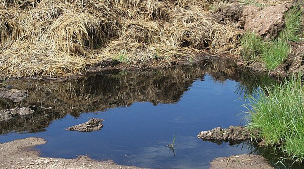 Dung pile at Bentley Hall The dark water leaching out of the dung creates a particularly dense blue in the reflection