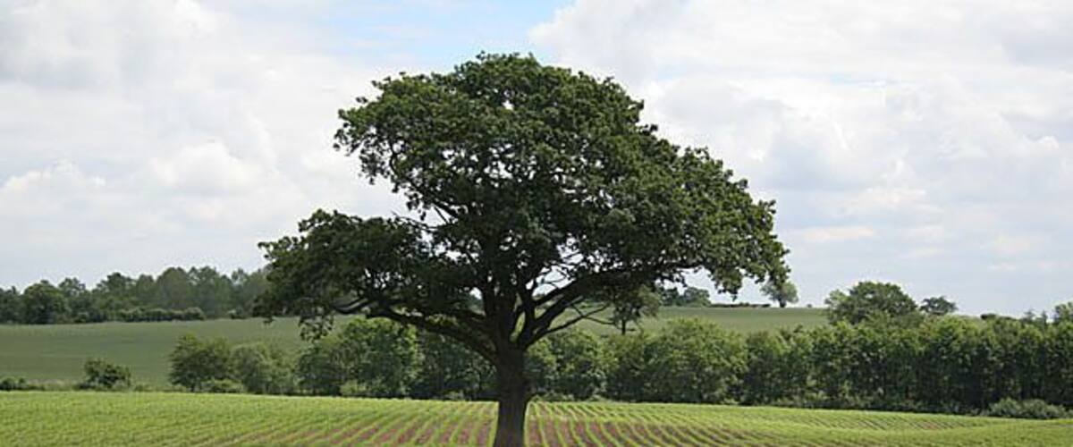 Maize and tree This oak tree stands solitary in the middle of a field of young maize.