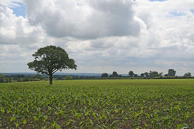 Maize and tree Looking southeast towards the Trent Valley