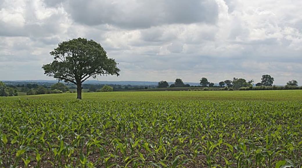 Maize and tree Looking southeast towards the Trent Valley