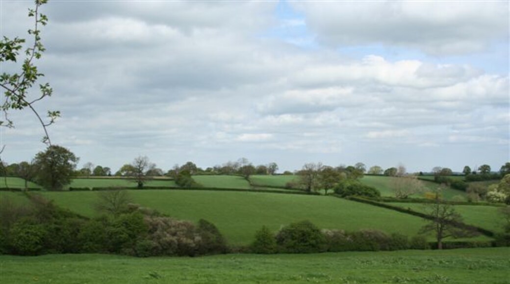General view of a square KM of pasture This whole square SK1939 is rolling traditional and improved pasture with a long established hedge pattern. There are no roads, tracks or buildings of any nature. There are a number of small brooks and neglected cattle drinking ponds. There were a few beef cattle or young dairy cattle grazing in one field (warm day late April 2007), and a white horse in another. Other than that the area is strangely lifeless and not as inviting as it seems at first instance. The whole square is well criss-crossed with public footpaths, but these are poorly marked and obstructed in places. Many of the fields are used, or have been used, by horse cross-country events. The jumps in the hedging appear to be recently maintained. The central feature, Bog Plantation, mixed woodland, is not crossed by a public right of way. This is not the easiest square to photograph, but it was the nearest un-photographed one to my home for my first submission.