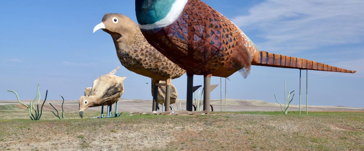The Enchanted Highway has so many clever roadside art statues for you to view along your drive. We saw many pheasants along this road, but these were definitely the largest.