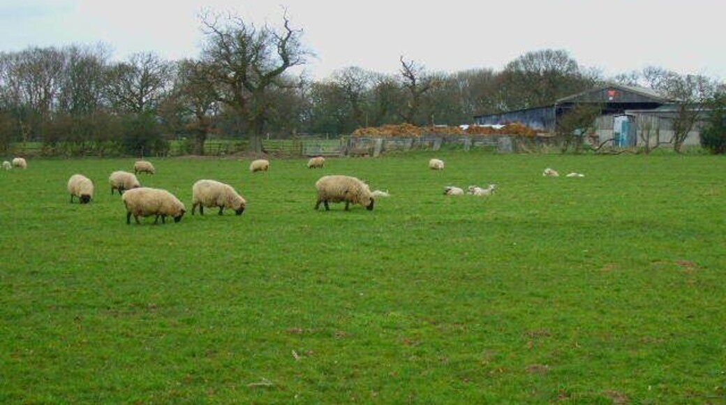 Grange Farm The sheep and buildings at Grange Farm.