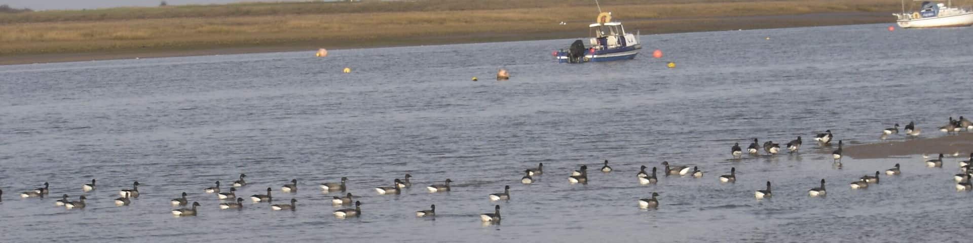 Brent Geese at Brancaster Staithe.