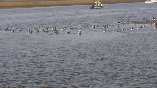 Brent Geese at Brancaster Staithe.