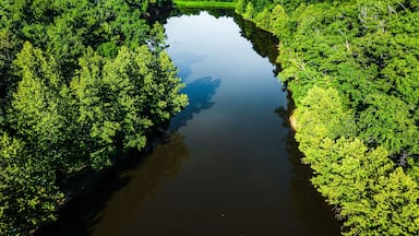 Um rio cercado por uma floresta verde densa.