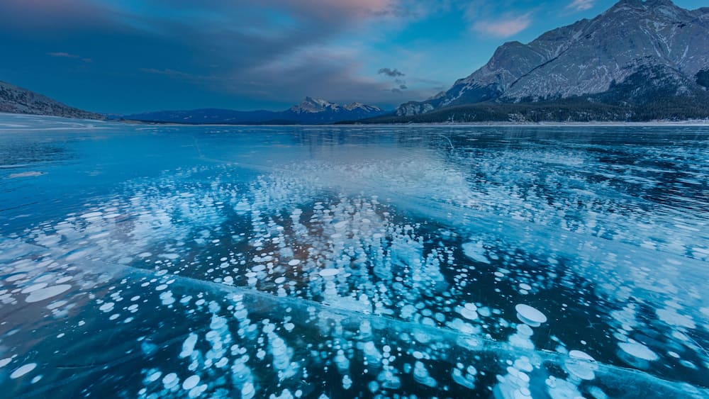 Methane ice bubbles under clear ice on Abraham Lake near Nordegg, Alberta, Canada
