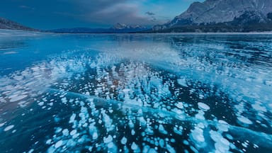 Methane ice bubbles under clear ice on Abraham Lake near Nordegg, Alberta, Canada