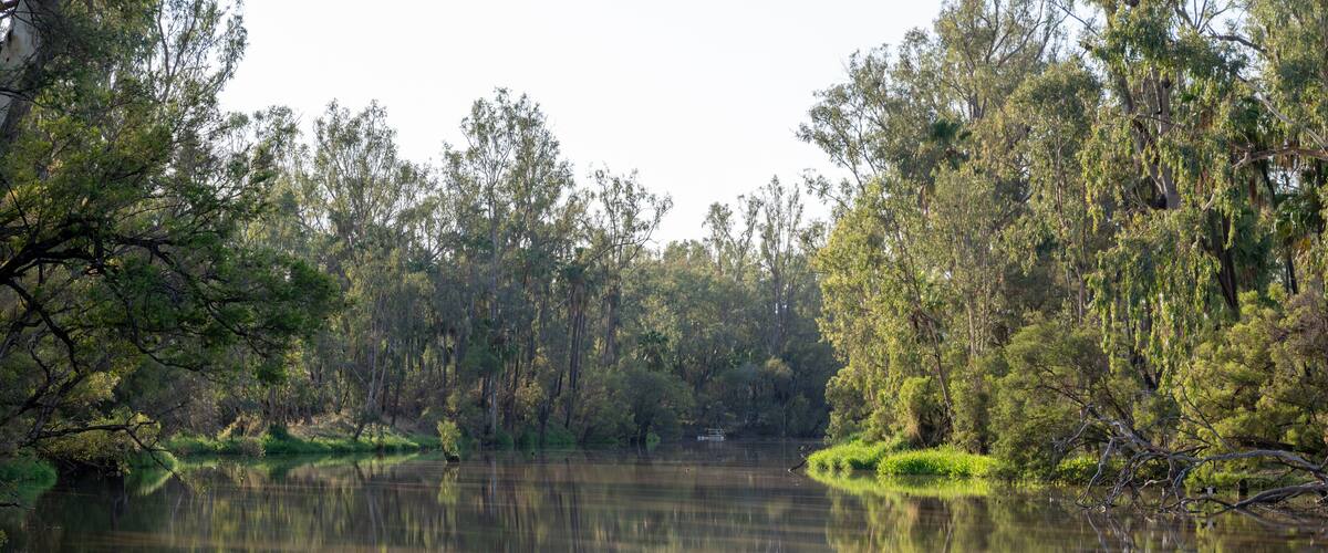 A calm lake surrounded by dense trees and greenery.
