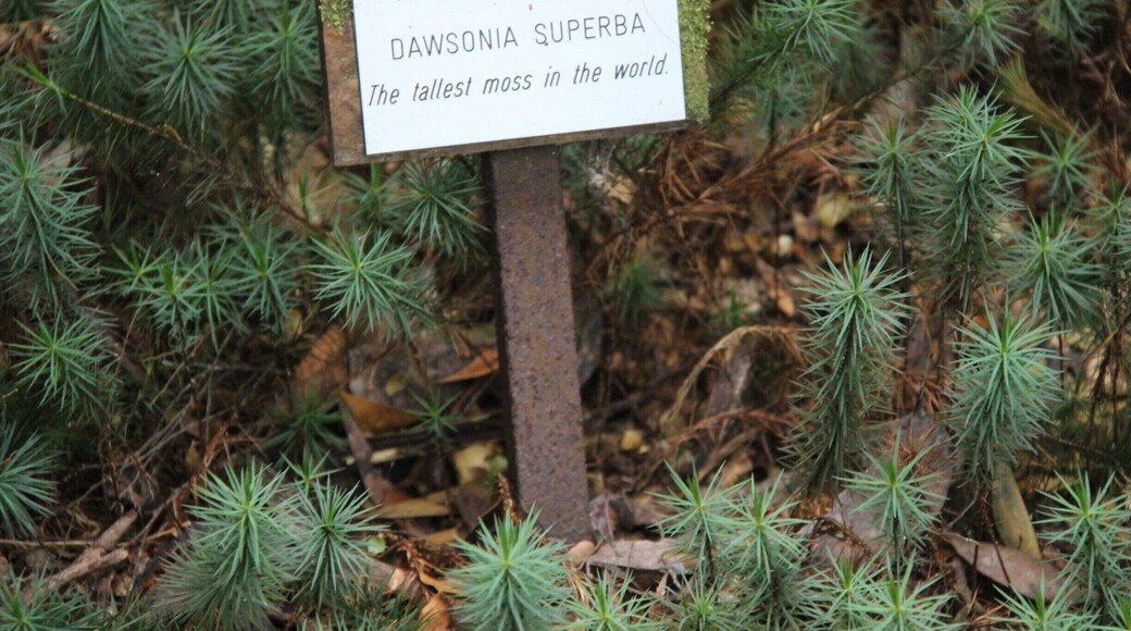 If you are a bit nerdy and like your moss, then this walk is for you. Look on the ground for the sign pointing out the tallest moss in the world. #lovemytown