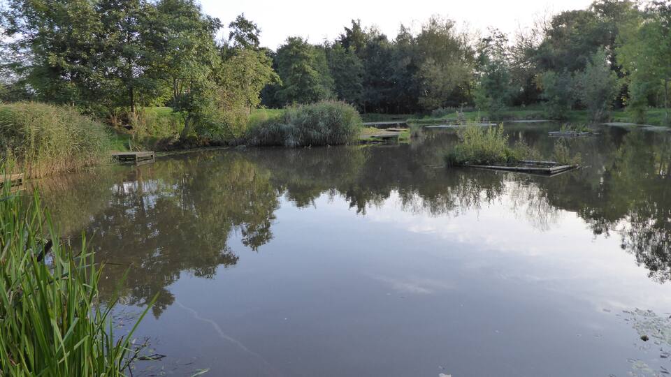 A calm pond surrounded by lush greenery and trees.