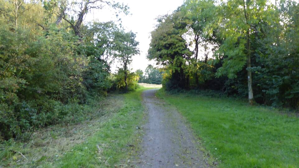 A rural dirt path flanked by dense green foliage and trees.