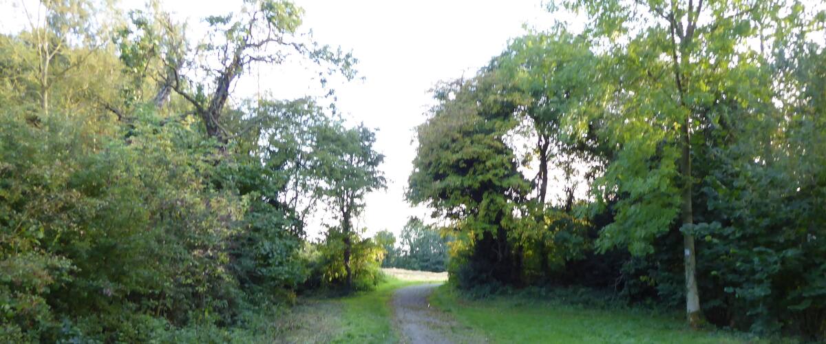 A rural dirt path flanked by dense green foliage and trees.