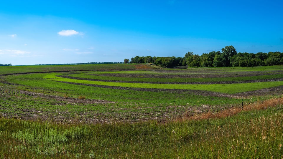 A vast agricultural field with distinct crop rows under a clear blue sky.