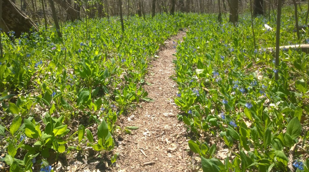 Miller Nature Sanctuary is located within the Rocky Fork Gorge. Dolomite cliffs and slump blocks produce tremendous spring wildflower displays in April and May.