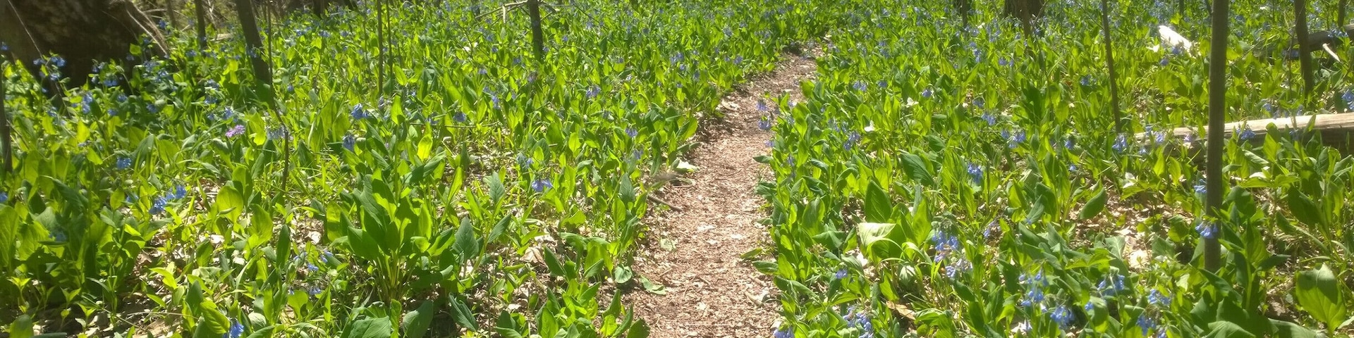 Miller Nature Sanctuary is located within the Rocky Fork Gorge. Dolomite cliffs and slump blocks produce tremendous spring wildflower displays in April and May.