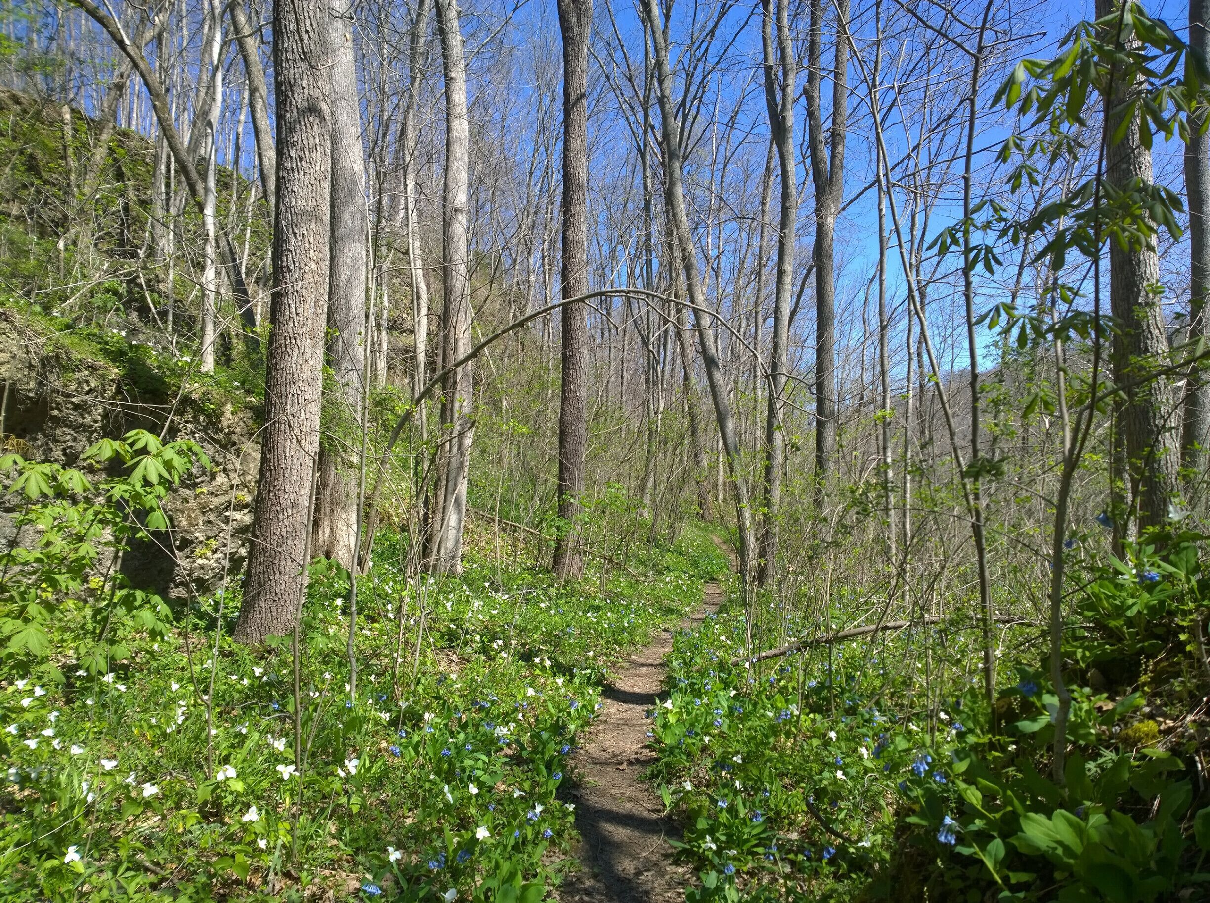 Miller Nature Sanctuary is located within the Rocky Fork Gorge. Dolomite cliffs and slump blocks produce tremendous spring wildflower displays in April and May. 