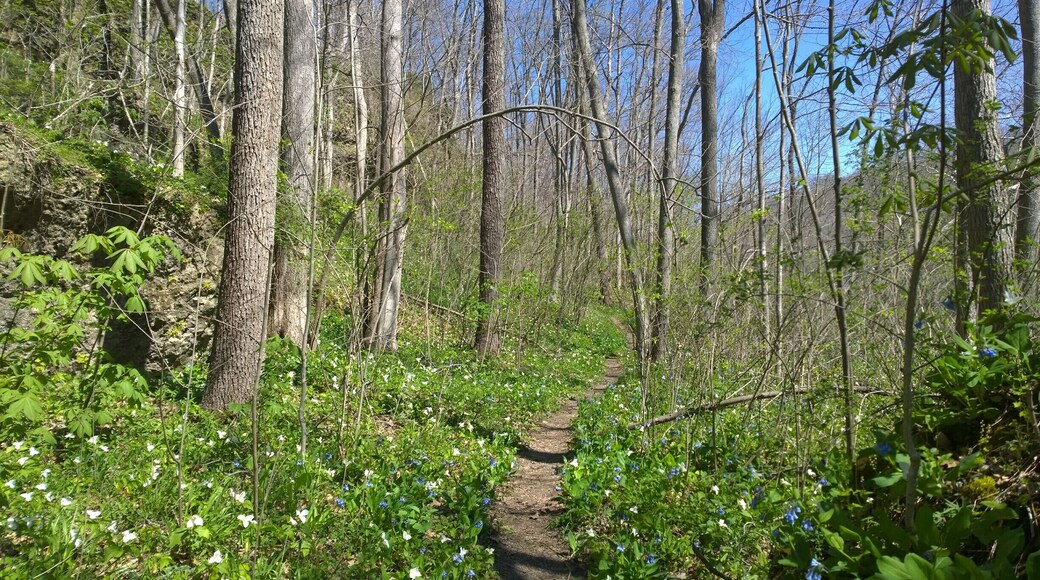Miller Nature Sanctuary is located within the Rocky Fork Gorge. Dolomite cliffs and slump blocks produce tremendous spring wildflower displays in April and May.