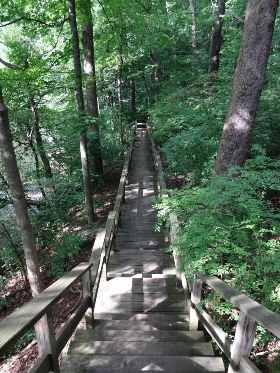 In the floodplain behind the mansion there is just over a mile of trails through a forested area with Sycamore, Cottonwood, White Pine, Blue Spruce, Sugar Maples and Oaks along Alum Creek.