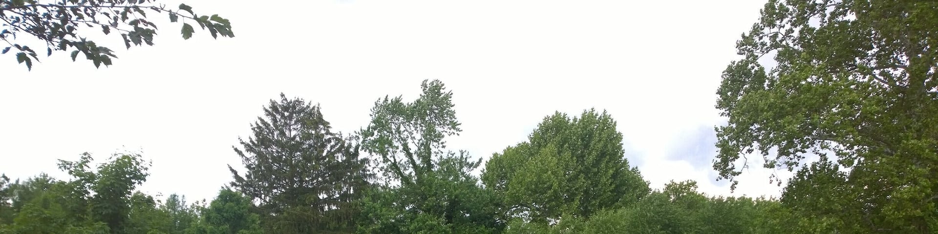 A well-maintained lawn with a few wooden chairs and a variety of trees and shrubs.